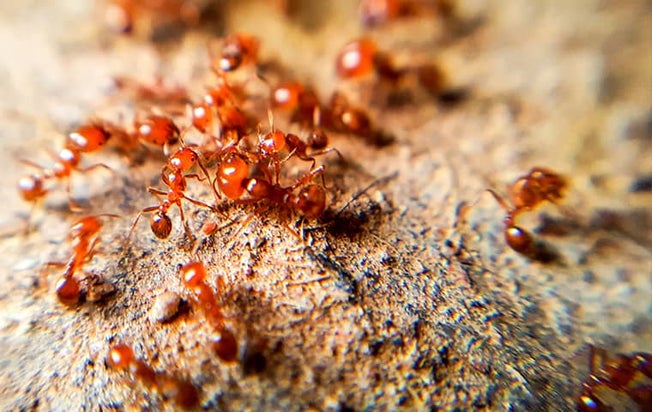 ants