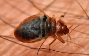 bed-bug-identifying-activity-in-the-home