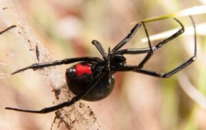 black-widow-spider-hanging-in-web