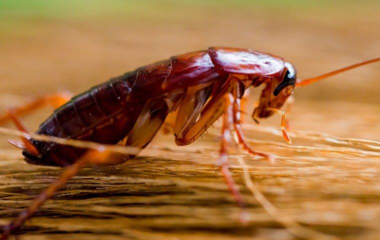 cockroach-crawling-on-broom-in-kitchen