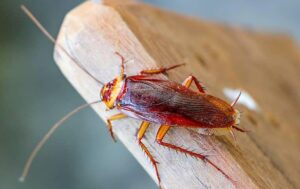 cockroach-on-wood-in-fort-worth-tx