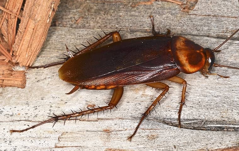 cockroaches Pest Library