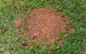 fire-ant-hill-on-a-lawn