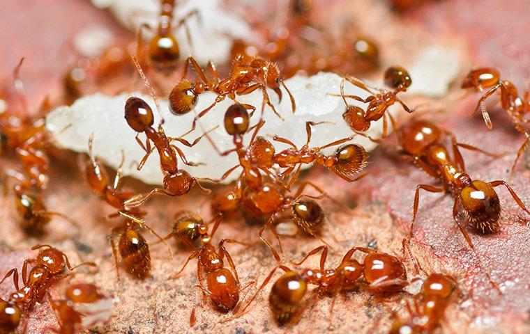 fire-ants-swarming-in-yard