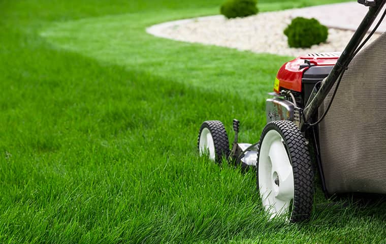 keep-your-home-and-lawn-tidy-to-reduce-spider-populations