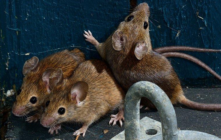 mouse-infestation-in-gardent-shed