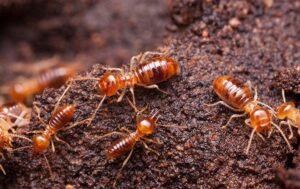 termites-crawling-in-their-colony