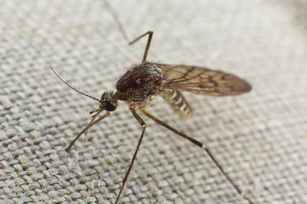 Mosquito trying to bite through cloth