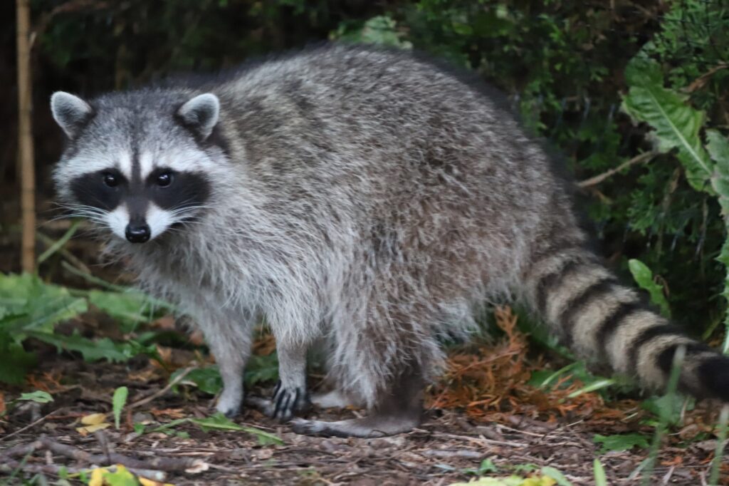 Raccoon visiting the backyard